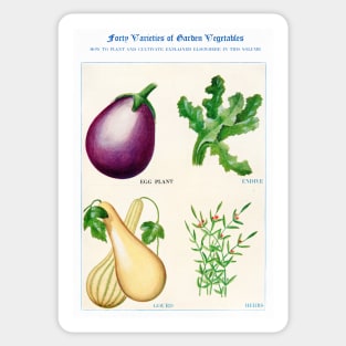 Garden Vegetable watercolor illustration (1915) Sticker